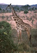 Giraffe